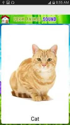 Play Real animal sound for kids