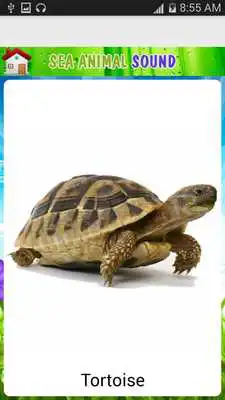 Play Real animal sound for kids