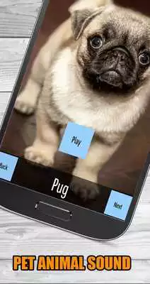 Play Real Animal Sounds of Wild Zoo