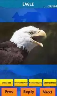 Play Real Animal Sounds Ringtones