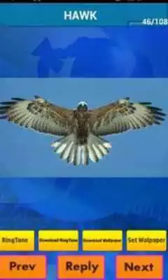 Play Real Animal Sounds Ringtones
