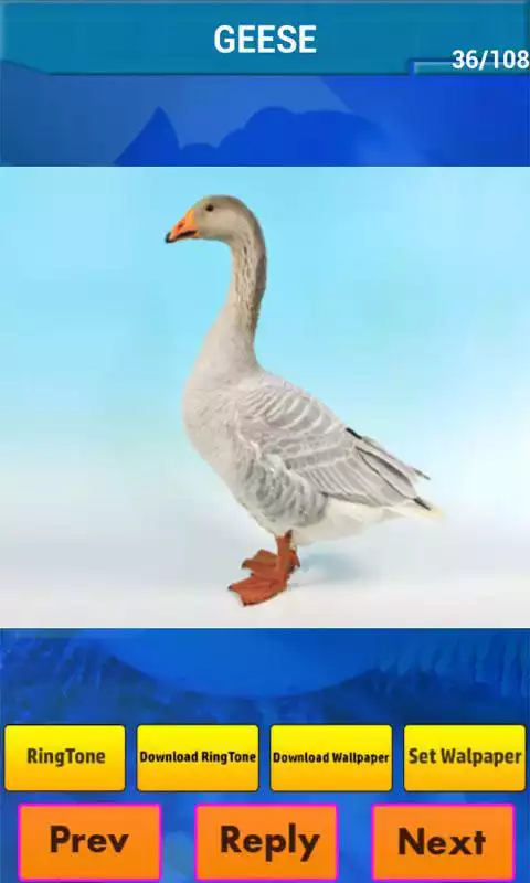 Play Real Animal Sounds Ringtones