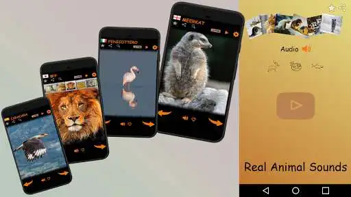 Play Real Animal Sounds as an online game Real Animal Sounds with UptoPlay