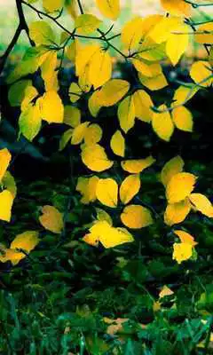 Play real autumn live wallpaper