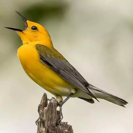 Free play online Real Bird Sounds APK Free play online Real Bird Sounds APK
