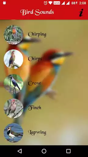 Play Real Bird Sounds