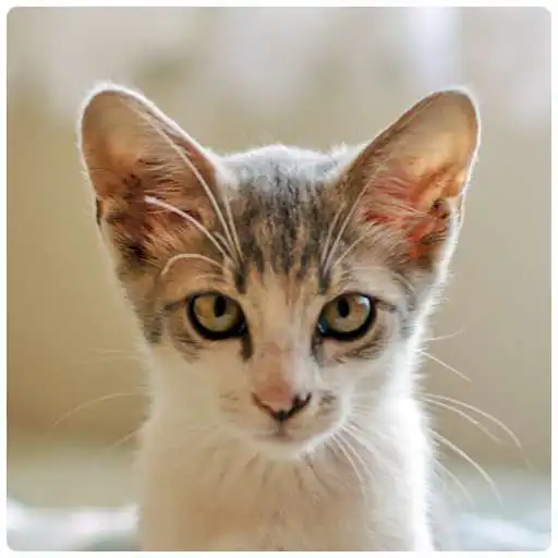 Free play online Real Cat Sounds APK