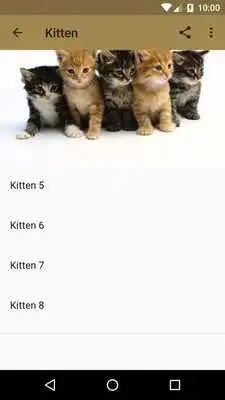 Play Real Cat Sounds Play Real Cat Sounds