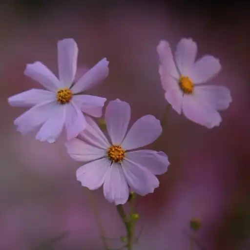 Play Real Flowers Wallpaper Pro APK