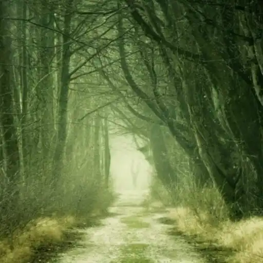 Play Real Forest Live Wallpaper Pro APK Play Real Forest Live Wallpaper Pro APK