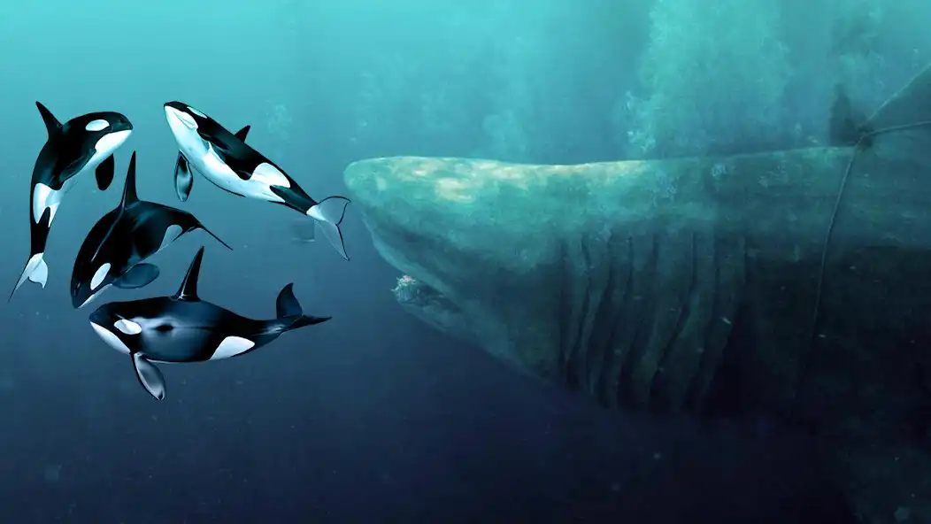 Play Real Sharks : Shark Games  and enjoy Real Sharks : Shark Games with UptoPlay