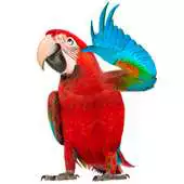 Free play online Real Talking Parrot APK Free play online Real Talking Parrot APK