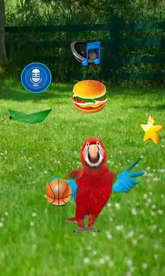 Play Real Talking Parrot