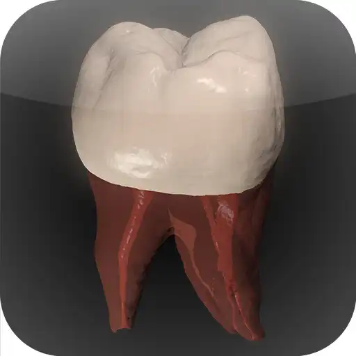 Play Real Tooth Morphology Free APK