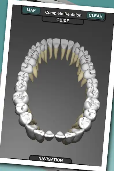 Play Real Tooth Morphology Free and enjoy Real Tooth Morphology Free with UptoPlay Play Real Tooth Morphology Free and enjoy Real Tooth Morphology Free with UptoPlay