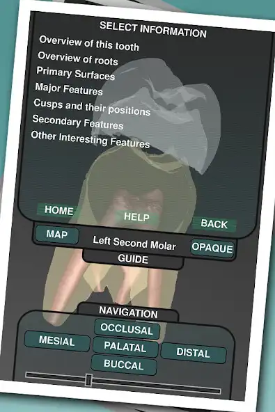 Play Real Tooth Morphology Free as an online game online Real Tooth Morphology Free with UptoPlay Play Real Tooth Morphology Free as an online game Real Tooth Morphology Free with UptoPlay