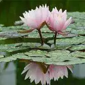 Free play online Real Water Lily Live Wallpaper APK