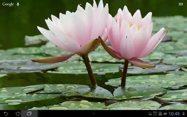 Play Real Water Lily Live Wallpaper