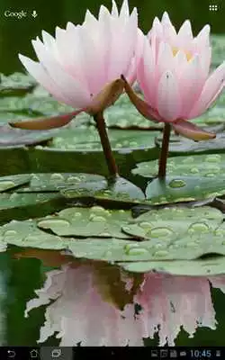 Play Real Water Lily Live Wallpaper
