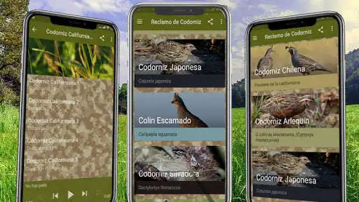Play Reclamo de codorniz and enjoy Reclamo de codorniz with UptoPlay Play Reclamo de codorniz and enjoy Reclamo de codorniz with UptoPlay