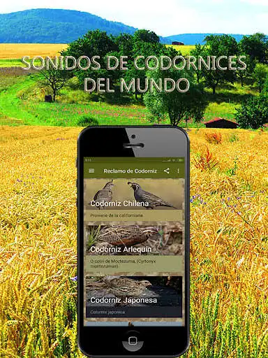 Play Reclamo de codorniz as an online game online Reclamo de codorniz with UptoPlay com.reclamodecodornizgratis Play Reclamo de codorniz as an online game Reclamo de codorniz with UptoPlay