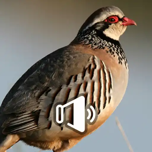 Play Reclamo De Perdiz HD APK