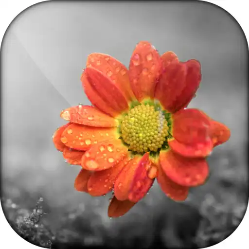 Play ReColor Splash Photo Effect APK