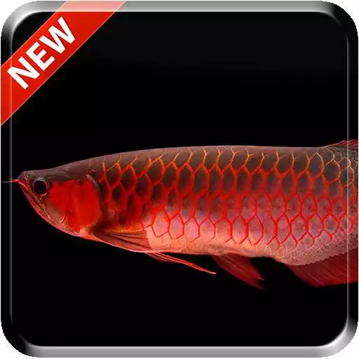 Run free android online Red Arowana 3D LiveWallpaper APK