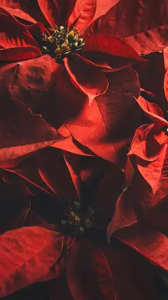 Play Red Color Wallpaper as an online game Red Color Wallpaper with UptoPlay