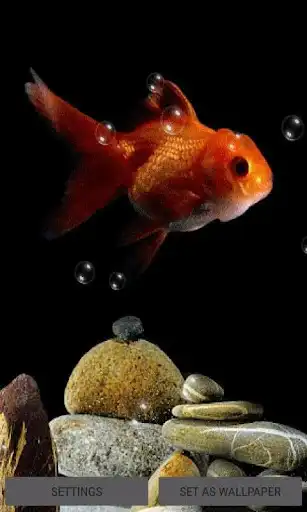 Play Red Fish Live Wallpaper  and enjoy Red Fish Live Wallpaper with UptoPlay