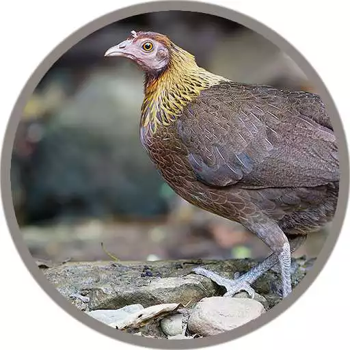 Play Red Junglefowl Female Sound APK