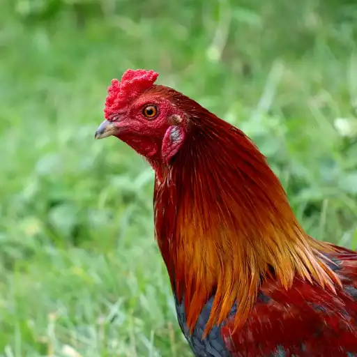 Play Red Junglefowl Female Sounds APK Play Red Junglefowl Female Sounds APK
