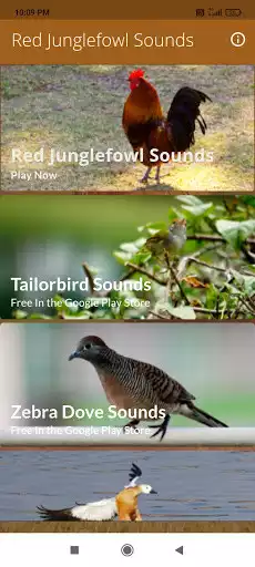 Play Red Junglefowl Female Sounds  and enjoy Red Junglefowl Female Sounds with UptoPlay