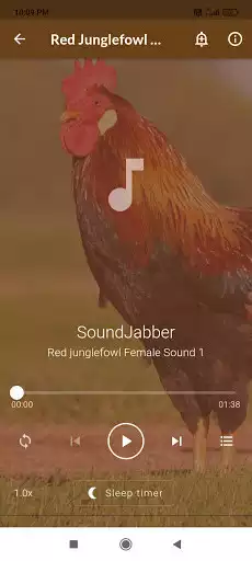 Play Red Junglefowl Female Sounds as an online game Red Junglefowl Female Sounds with UptoPlay