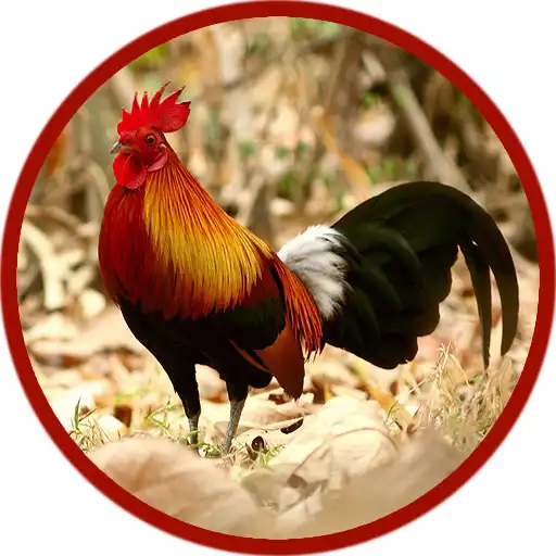 Play Red junglefowl APK
