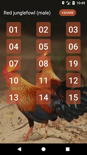 Play Red junglefowl and enjoy Red junglefowl with UptoPlay Play Red junglefowl and enjoy Red junglefowl with UptoPlay