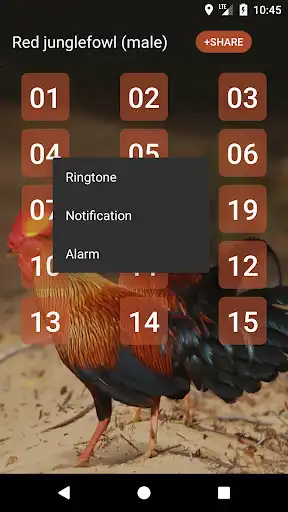 Play Red junglefowl as an online game online Red junglefowl with UptoPlay Play Red junglefowl as an online game Red junglefowl with UptoPlay