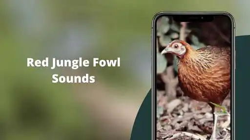 Play Red Junglefowl Sounds and enjoy Red Junglefowl Sounds with UptoPlay Play Red Junglefowl Sounds and enjoy Red Junglefowl Sounds with UptoPlay