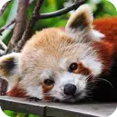 Free play online Red Panda Live Wallpaper APK Free play online Red Panda Live Wallpaper APK