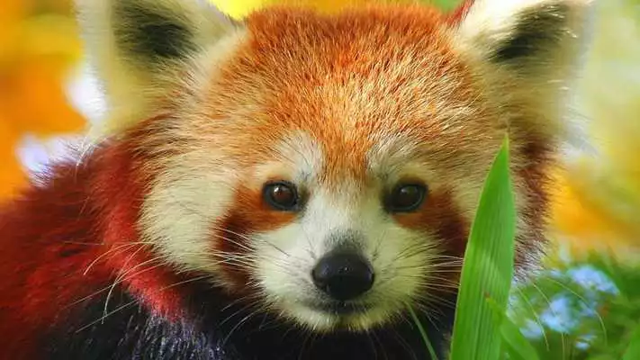 Play Red Panda Live Wallpaper