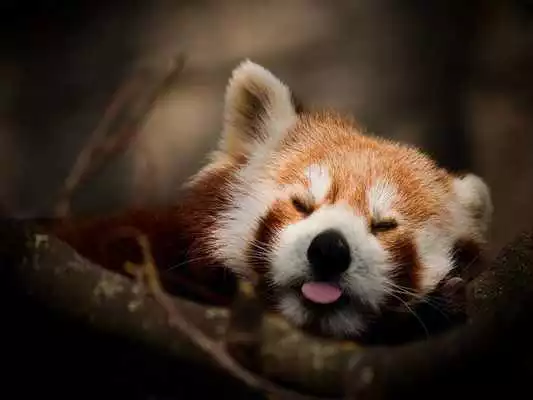 Play Red Panda Live Wallpaper