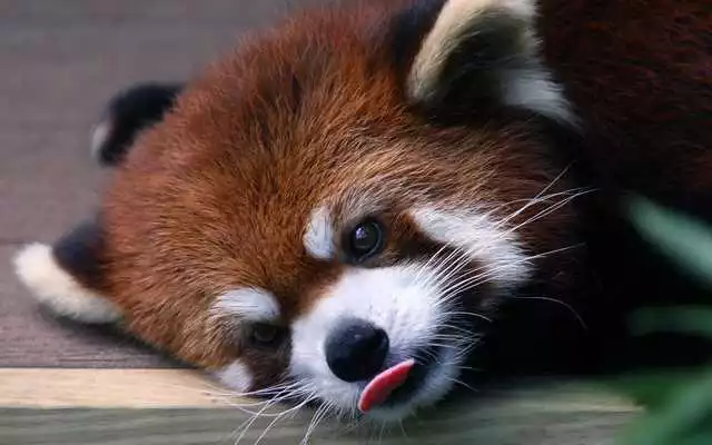 Play Red Panda Live Wallpaper