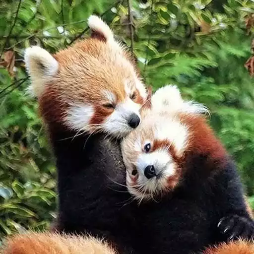 Play Red Panda Wallpaper APK