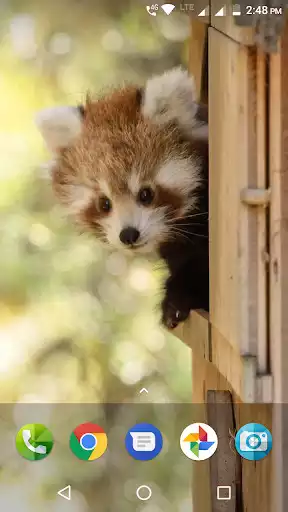 Play Red Panda Wallpaper  and enjoy Red Panda Wallpaper with UptoPlay