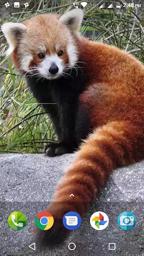 Play Red Panda Wallpaper as an online game Red Panda Wallpaper with UptoPlay