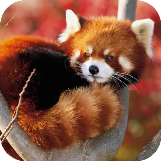 Play Red Panda Wallpapers APK