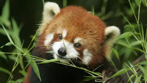Play Red Panda Wallpapers and enjoy Red Panda Wallpapers with UptoPlay Play Red Panda Wallpapers and enjoy Red Panda Wallpapers with UptoPlay