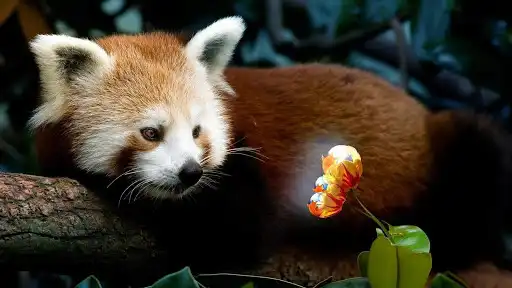 Play Red Panda Wallpapers as an online game online Red Panda Wallpapers with UptoPlay Play Red Panda Wallpapers as an online game Red Panda Wallpapers with UptoPlay