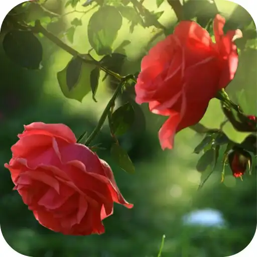 Play Red Rose Flower Live Wallpaper APK Play Red Rose Flower Live Wallpaper APK