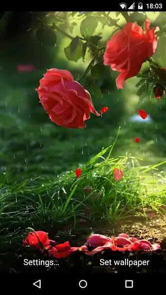 Play Red Rose Flower Live Wallpaper as an online game Red Rose Flower Live Wallpaper with UptoPlay